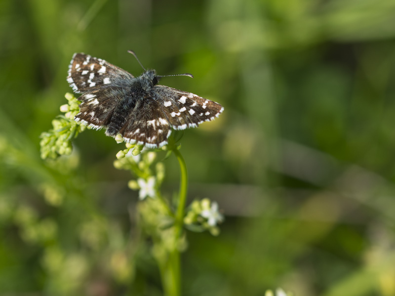 Pyrgus malvoides - Hesperiidae